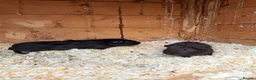 Guinea Pig rodents for sale: Gorgeous mix of guinea pig babies - Advert 3