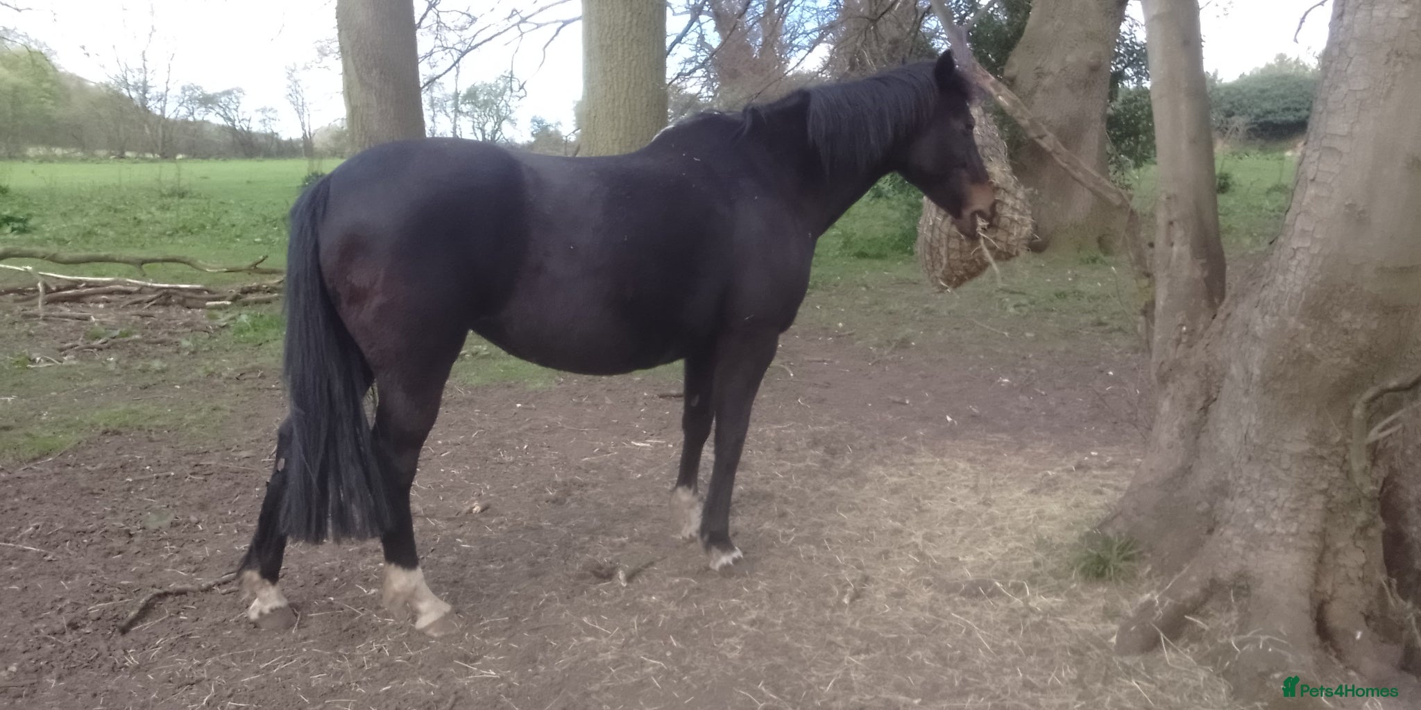 Irish Sports horses for sale or loan - Advert 1