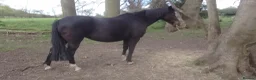Irish Sports horses for sale: for sale or loan - Advert 1