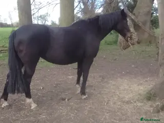 Irish Sports horses for sale or loan - Advert 14