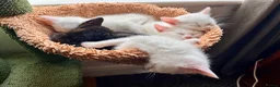 Mixed Breed cats for sale: Gorgeous Kittens - 2 Girls left in Nottingham - Advert 8