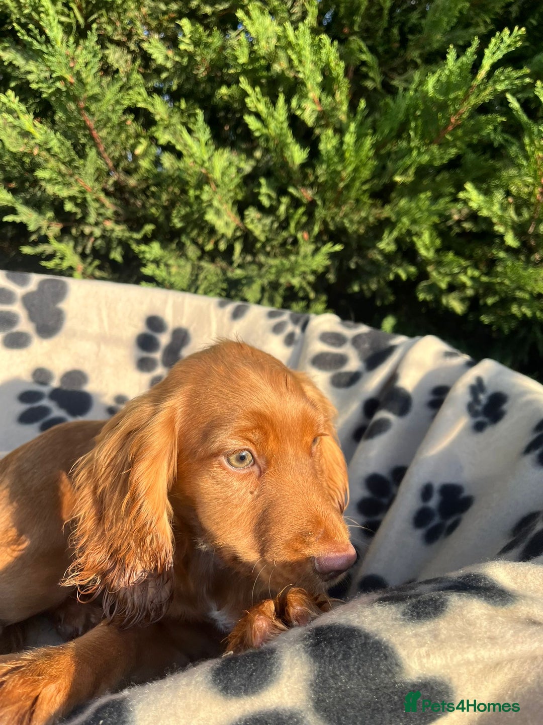 Cocker Spaniel dogs for sale: Four beautiful girl cocker spaniel  - Image 17