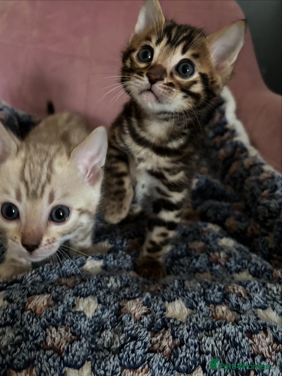 Bengal cats for sale: Stunning brown TICA reg boy bengal kitten - Image 10