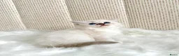 Ragdoll cats for sale: Ready To Leave Blue Lynx Ragdoll 💙Deep Blue Eyes - Advert 32