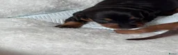 Miniature Dachshund dogs for sale: Miniature Dachshund Smooth - Coated pup for Sale in Manchester - Advert 2