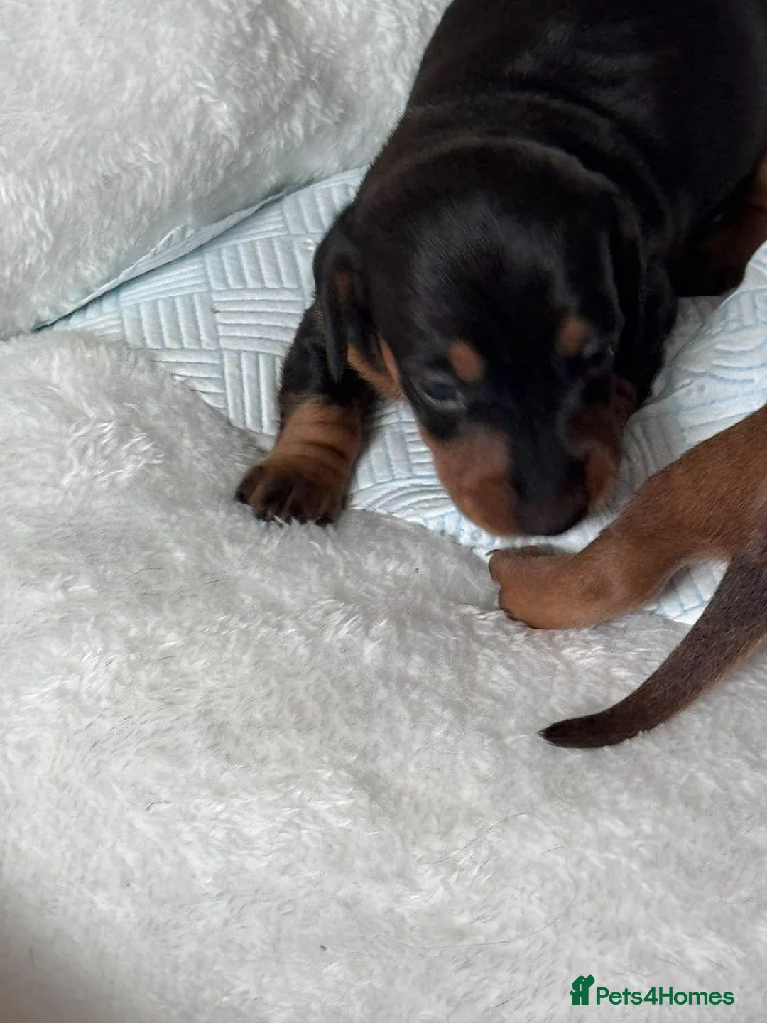 Miniature Dachshund dogs for sale: Miniature Dachshund Smooth - Coated pup for Sale in Manchester - Advert 2