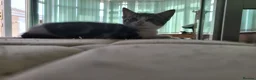 Mixed Breed cats for sale: 7 adorable kittens ready for a new home - Advert 5