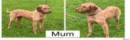 Hungarian Vizsla dogs for sale: 🐶 Beautiful Wired Haired Hungarian Visla Puppies in Saint Helens - Advert 10