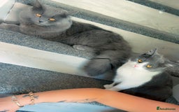 British Shorthair cats for sale: 4 beautiful British short hair kittens  - Image 7