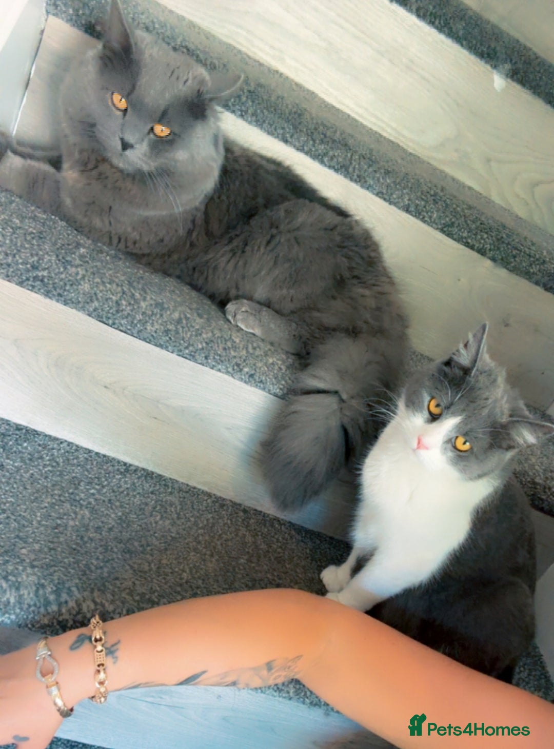 British Shorthair cats for sale: 4 beautiful British short hair kittens  - Image 7
