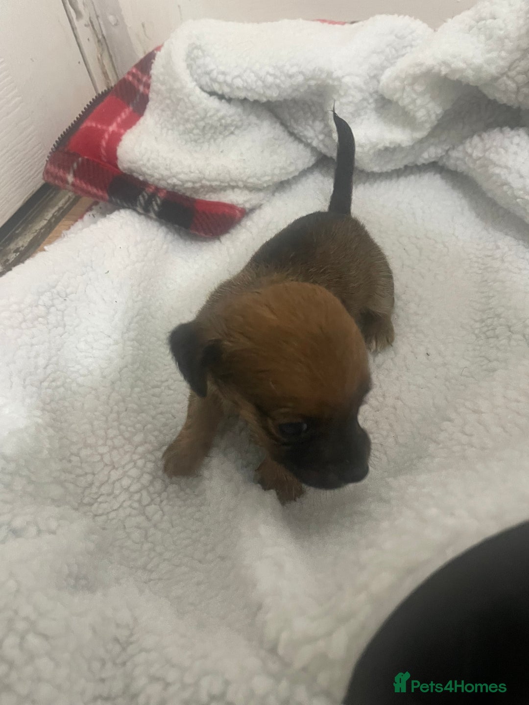 Jack Russell dogs for sale: Four Jack Russell puppies merle - Image 8