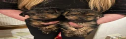 Yorkshire Terrier dogs for sale: yorkshire terrier puppies - Advert 5