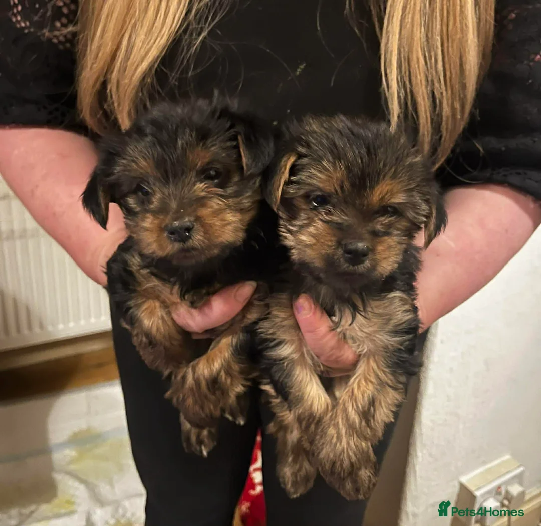 Yorkshire Terrier dogs for sale: yorkshire terrier puppies - Advert 5