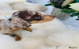 Miniature Dachshund dogs for sale: Miniature Dachshund KC Registered  - Image 5