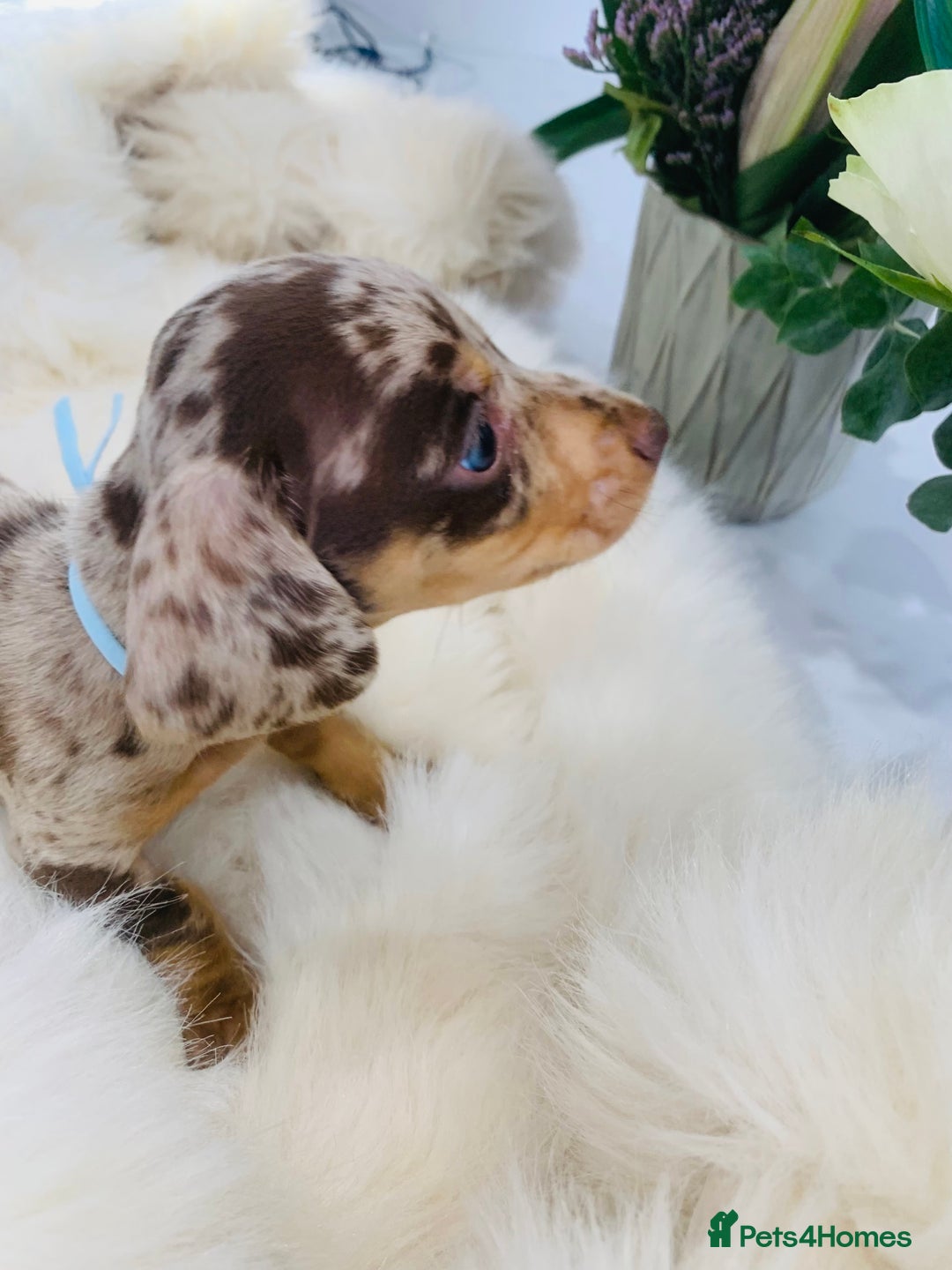 Miniature Dachshund dogs for sale: Miniature Dachshund KC Registered  - Image 5