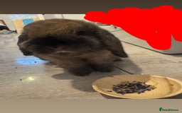 Mini Lop rabbits for sale: Looking for a forever home  - Image 1