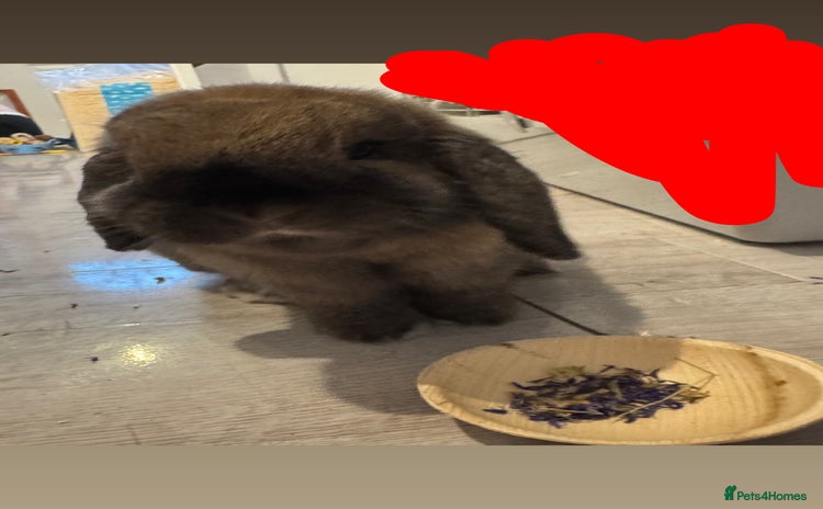 Mini Lop rabbits - Advert 14