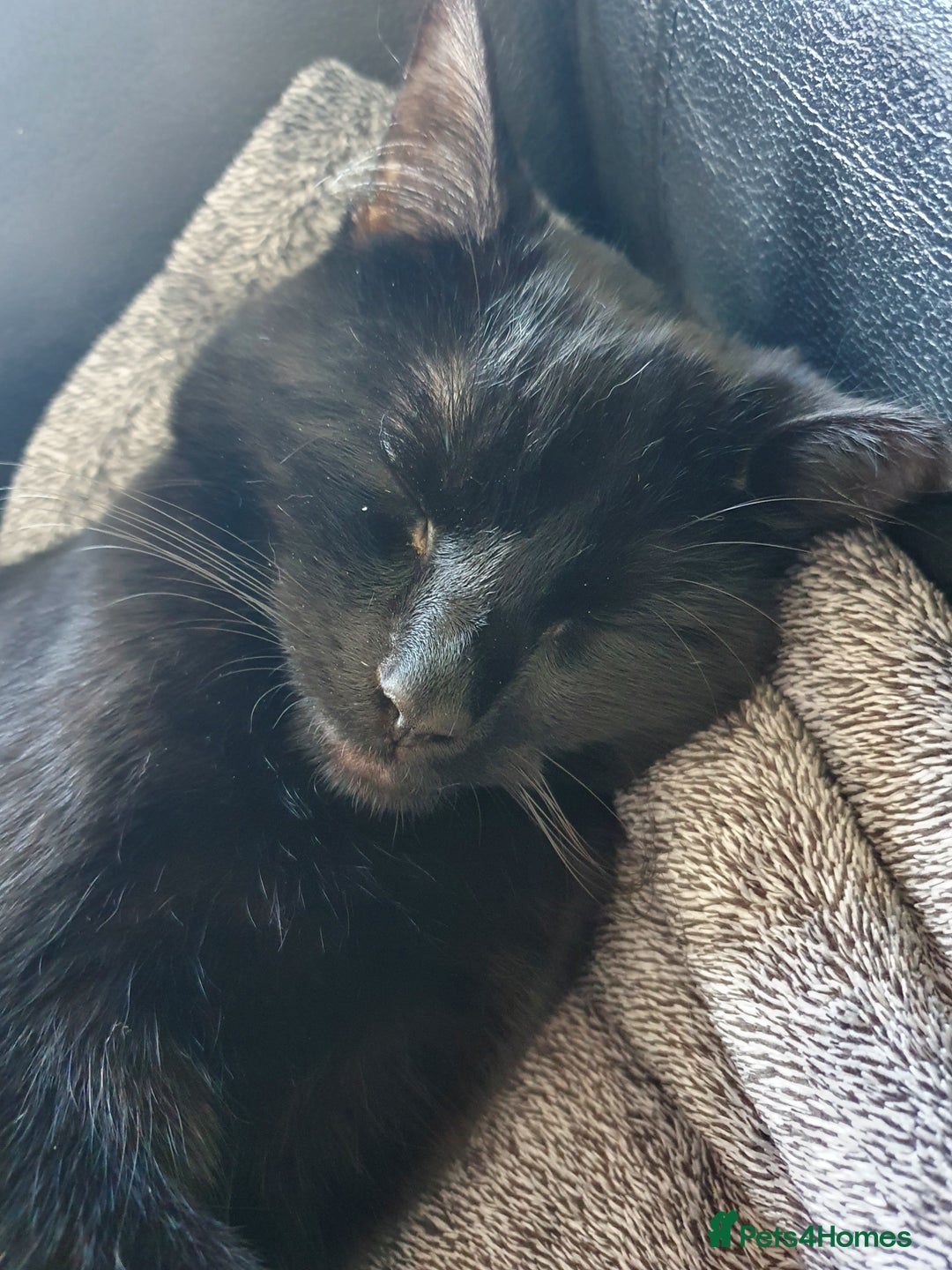 British Shorthair cats for sale: All Black Male Indoor Cat - Image 2