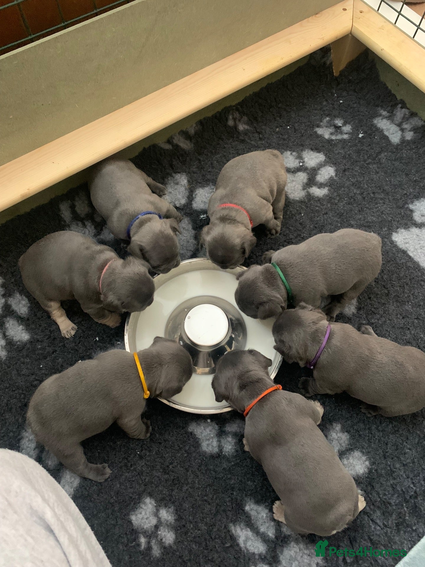 French Bulldog dogs Beautiful litter of French bulldog puppies  - Advert 6