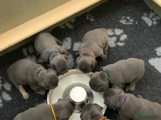 French Bulldog dogs Beautiful litter of French bulldog puppies - Advert 6