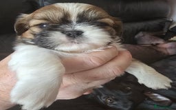 Shih Tzu dogs for sale: Gorgeous boys  - Image 3