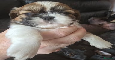 Shih Tzu dogs - Advert 9