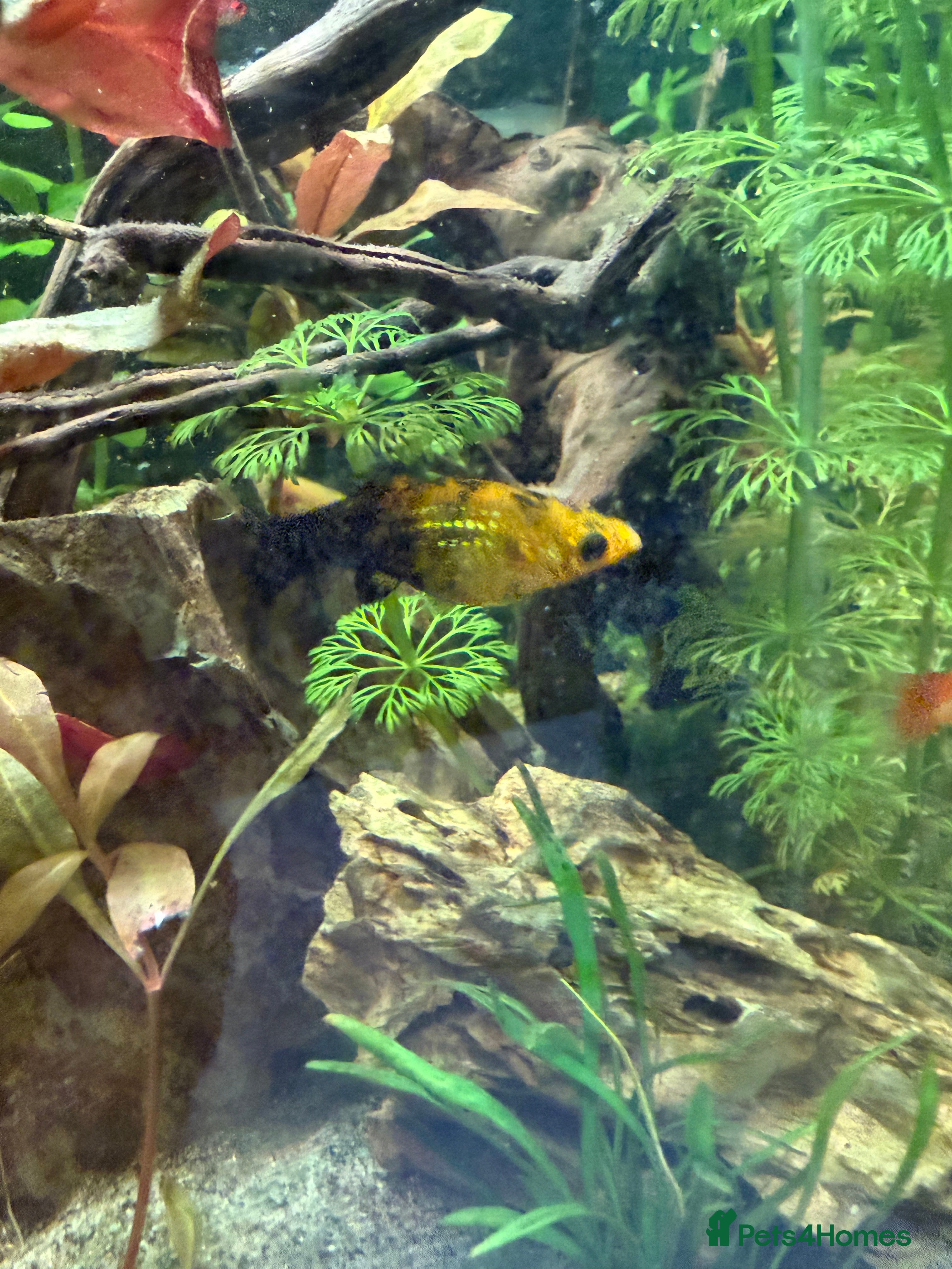 Mollies fish Mollies Need rehoming  - Advert 2