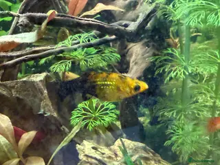 Mollies fish Mollies Need rehoming - Advert 17