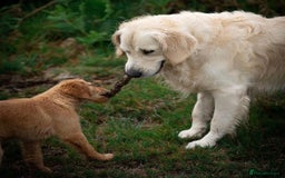 Golden Retriever dogs for stud: Fully health tested therapy dog  - Image 13