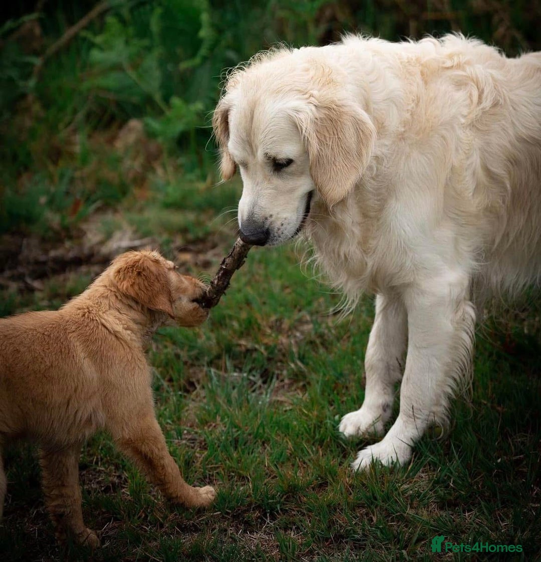 Golden Retriever dogs for stud: Fully health tested therapy dog  - Image 13