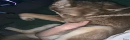 Huskita dogs for sale: Gorgeous and energetic huskita male puppy for sale in Blairgowrie - Advert 9