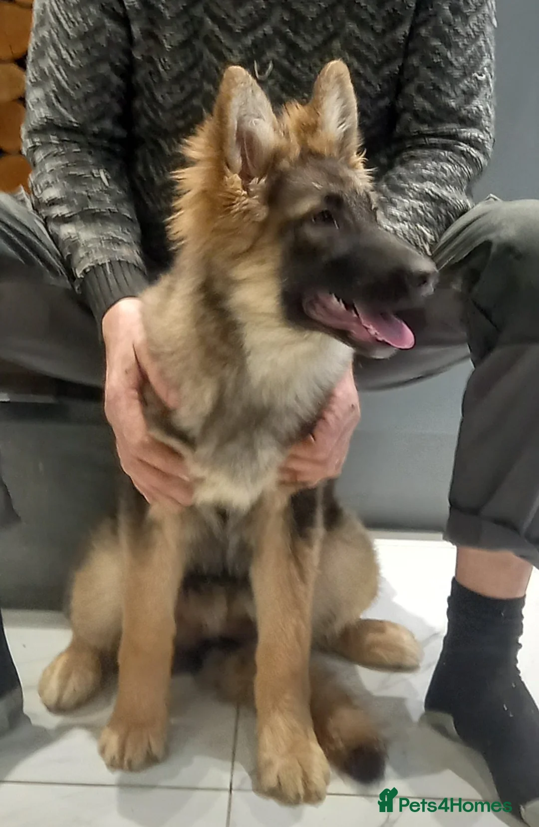 German Shepherd dogs for sale: Stunning German Shepherd Puppies - Advert 9