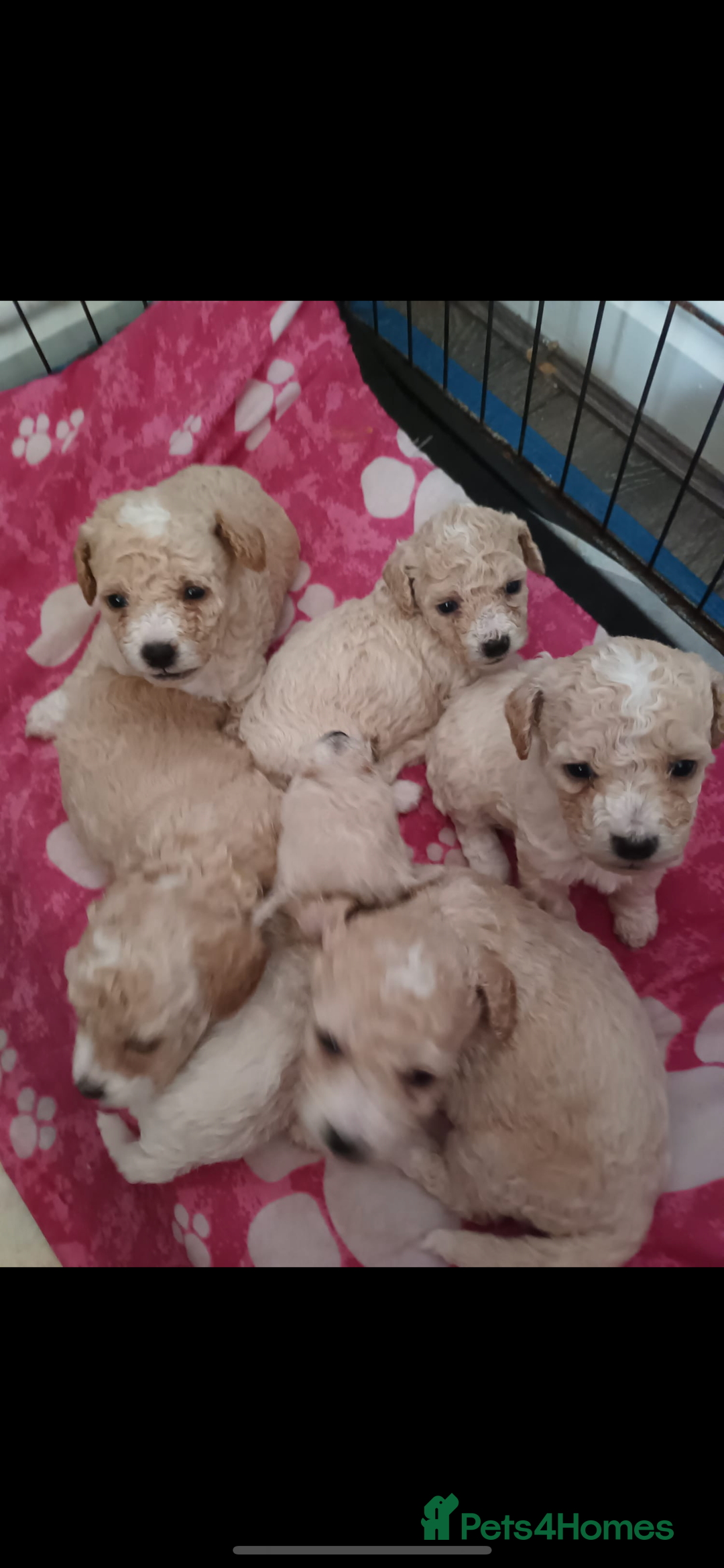 Miniature Poodle dogs for stud: Teddy KC Registered/Health tested Toy Stud in Wigan - Image 32