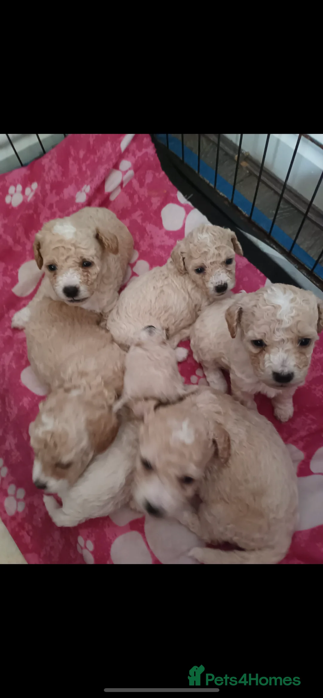 Miniature Poodle dogs for stud: Teddy KC Registered/Health tested Toy Stud in Wigan - Advert 32