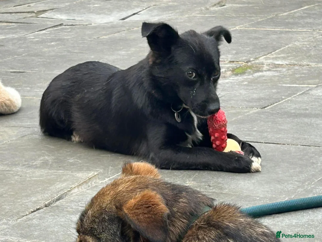 Mixed Breed dogs for adoption: Kimba - Norwich Norfolk  in Norwich - Advert 2