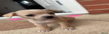 Chihuahua 1