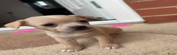 Chihuahua dogs for sale: Stunning Litter of Chihuahua Puppies for Sale in Manchester - Advert 3