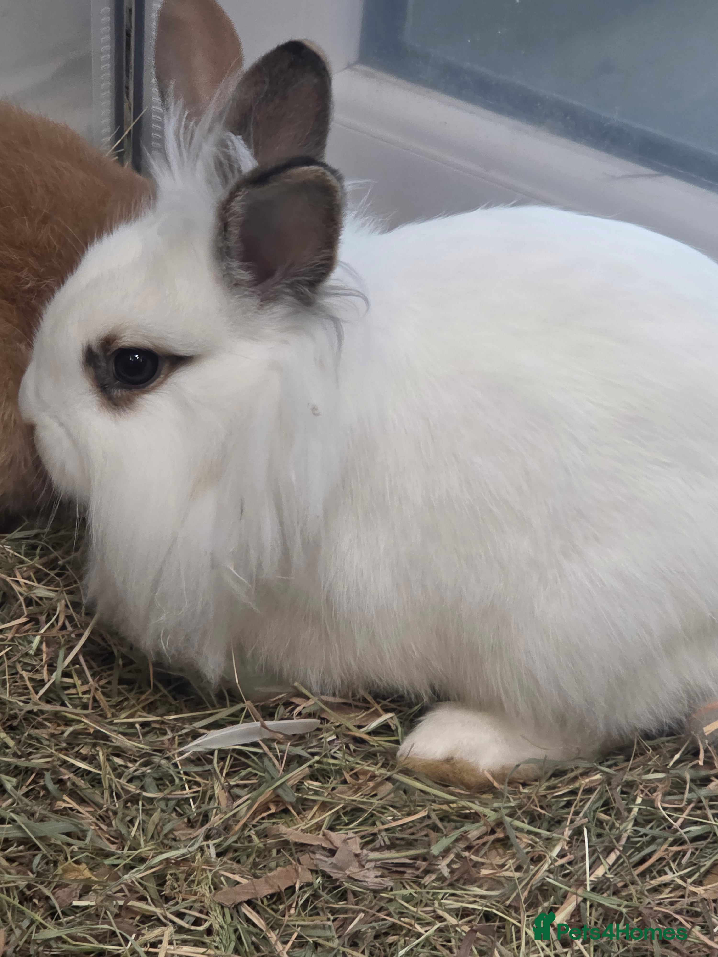 Mixed Breed rabbits for sale: Price reduced Males &females mini lop & lion heads - Advert 1