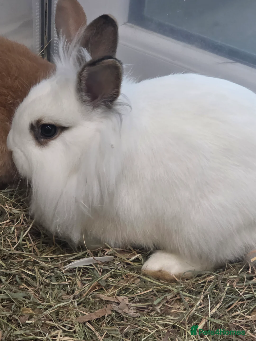 Mixed Breed rabbits for sale: Males and females mini lops and lion heads - Advert 3