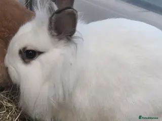 Mixed Breed rabbits for sale: Price reduced Males &females mini lop & lion heads - Advert 1