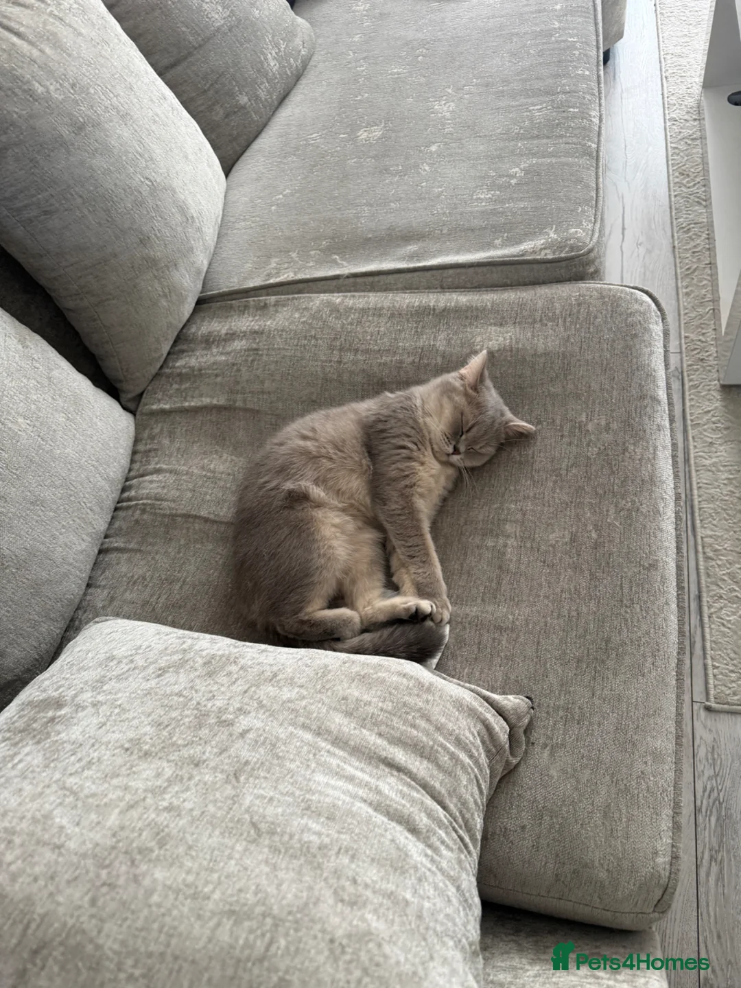 British Shorthair cats for sale: British Shorthair Cat Looking for a Loving Home - Advert 3
