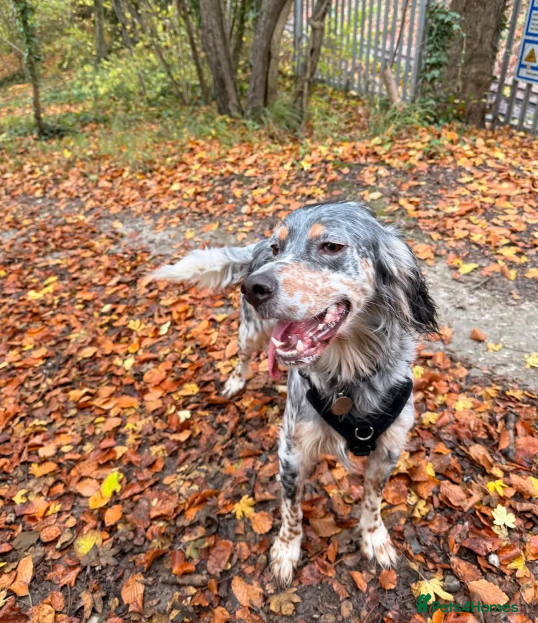 English Setter dogs Sira (Inca) - Advert 2