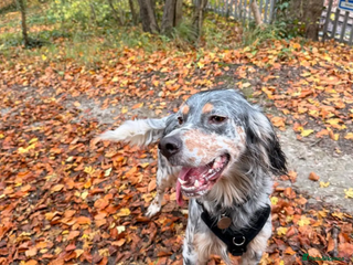 English Setter dogs Sira (Inca) - Advert 1