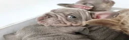 French Bulldog dogs for sale: Micro french bulldog puppies  - Advert 3