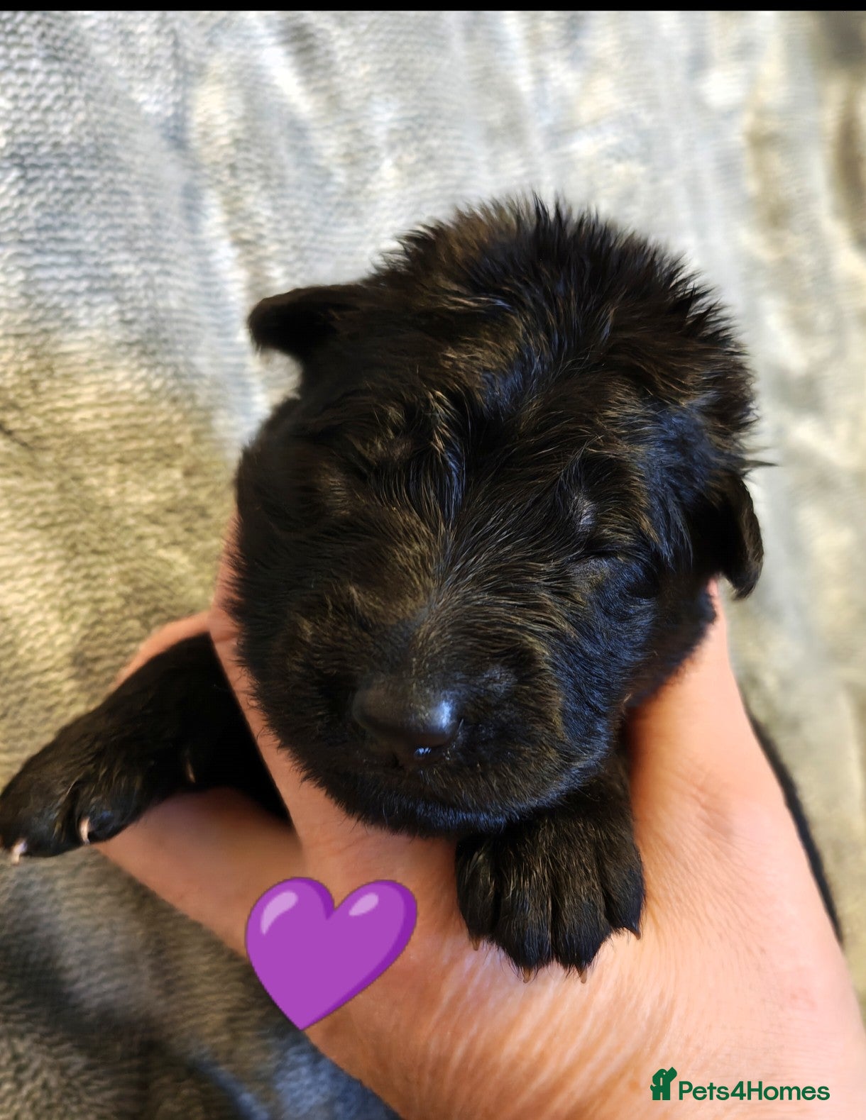German Shepherd dogs for sale: Beautiful top quality long haired German shepherds - Advert 2