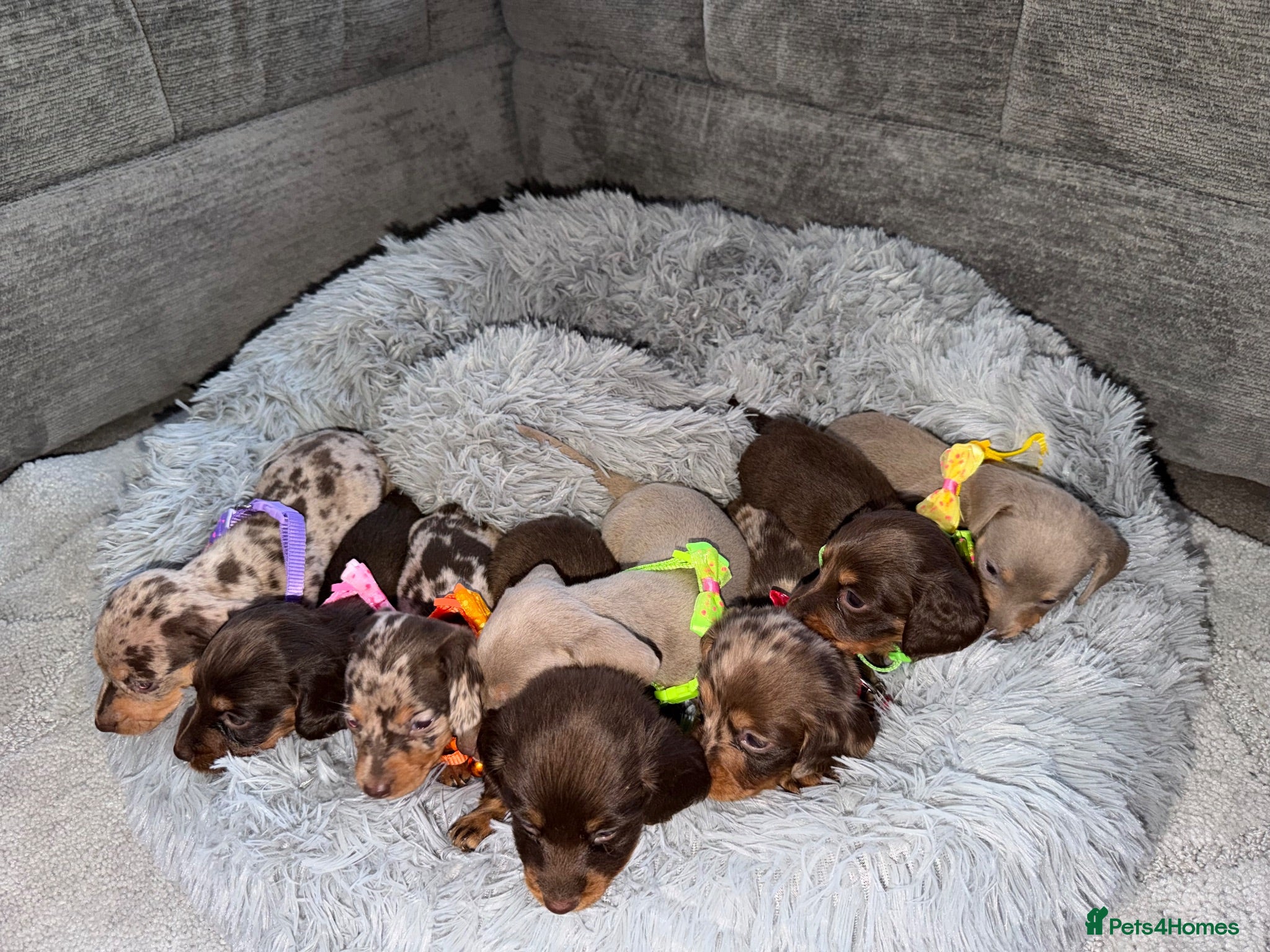 Miniature Dachshund dogs Miniature dachshunds for sale - Advert 2