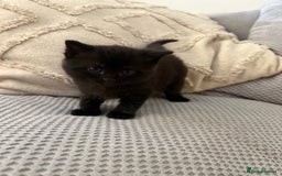Mixed Breed cats for sale: Adorable kittens for sale  - Image 4