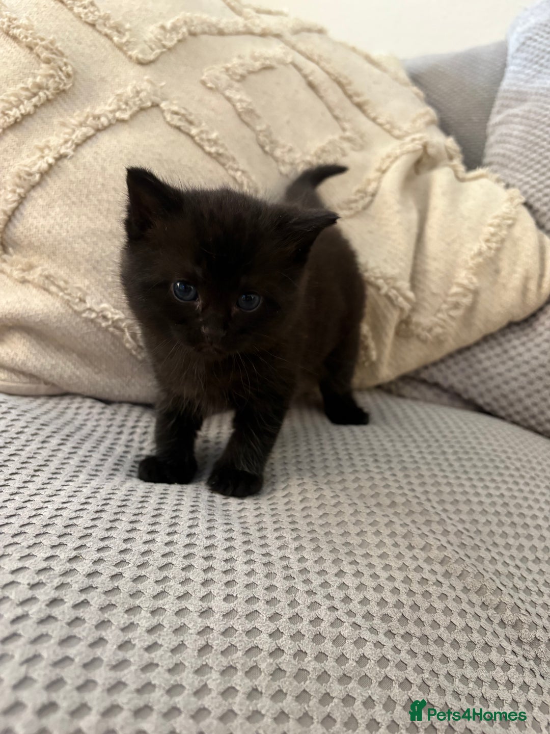 Mixed Breed cats for sale: Adorable kittens for sale  - Image 4
