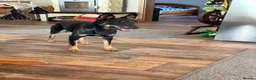 Mixed Breed dogs for adoption: Sweet Lilly is looking for LOVE - Advert 8