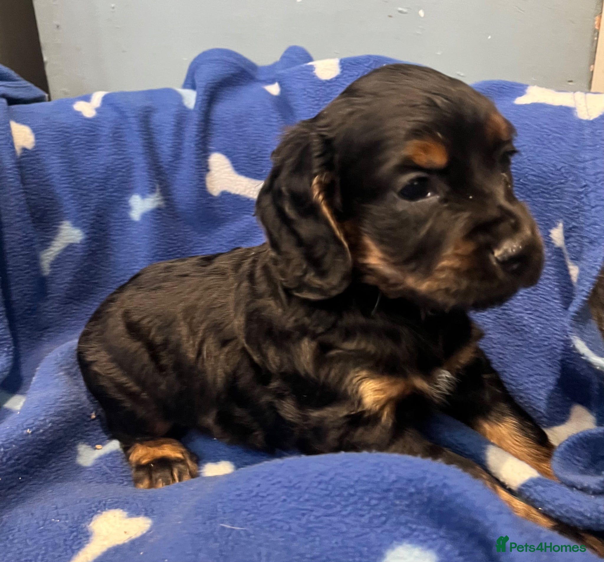 Cocker Spaniel dogs for sale: KC Cocker Spaniel puppies in Abertillery - Advert 15